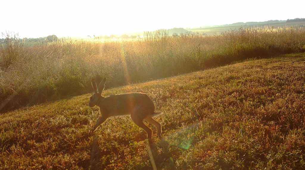 Lapin dans les champs, lever du soleil