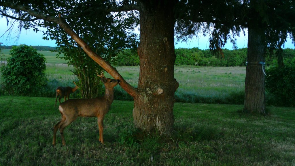 Chevreuil pris par la piège camera, la Sauvagère